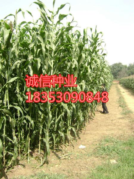 黑麥草種子圖片/黑麥草種子樣板圖 (3)