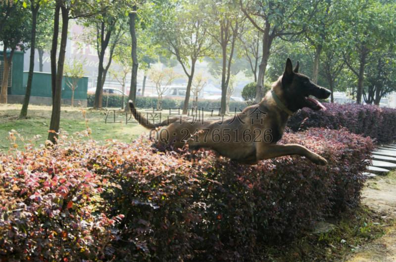 北京市广东广州深圳珠海汕头佛山韶关马犬厂家