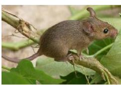 養(yǎng)殖場圖片/養(yǎng)殖場樣板圖 (2)