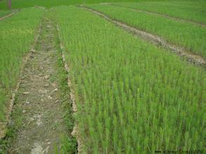 供應(yīng)肇慶良種杉苗-杉木苗-杉樹苗價(jià)格     杉樹苗基地  清遠(yuǎn)杉樹苗