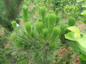 哪里有賣圖片/哪里有賣樣板圖 (2)