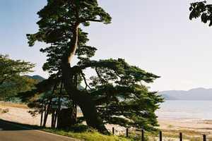 供應(yīng)陽江油松基地批發(fā)