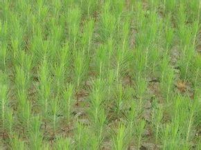 哪里有賣圖片/哪里有賣樣板圖 (4)