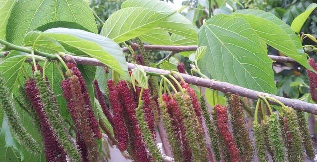 臺灣長圖片/臺灣長樣板圖 (2)