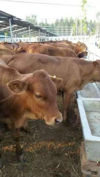 宜賓肉牛利木贊養(yǎng)殖加工種牛利潤分析種*舍建設(shè)視頻