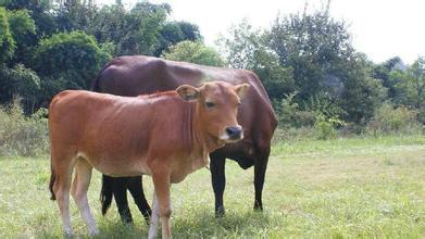 供應(yīng)棗莊魯西黃牛種牛肉牛批發(fā)肉*舍建設(shè)視頻