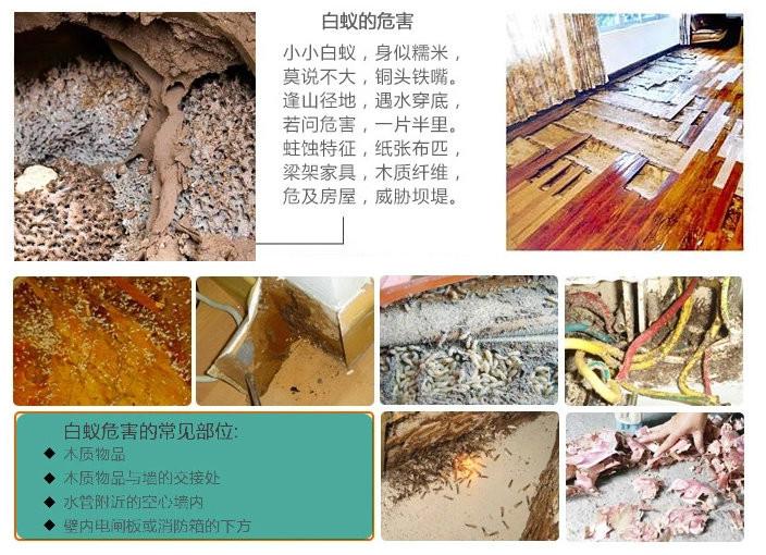 供應(yīng)中山白蟻防治公司怎么消滅白螞蟻