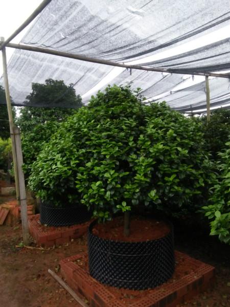 金華十八學(xué)士茶花小苗有嗎圖片