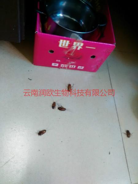 官渡商場滅鼠滅蟑螂圖片