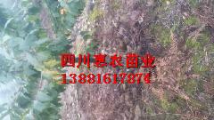 供應(yīng)*茶苗廠家，*茶苗廠家電話，*茶苗批發(fā)價(jià)格