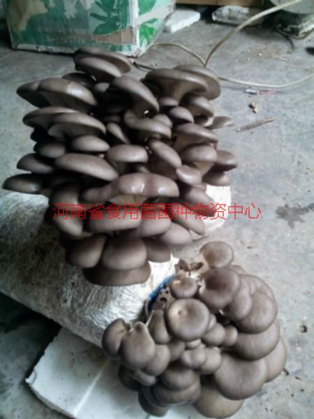 河南食用菌菌種報(bào)價(jià)   食用菌菌種 河南食用菌 河南食用菌菌種 河南食用菌菌種批發(fā) 河南食用菌 河南食用菌菌種報(bào)價(jià)