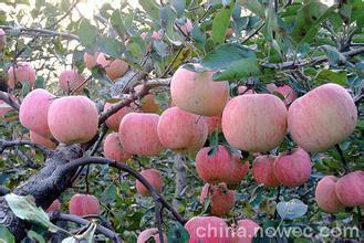 供應(yīng)果樹苗繁育中心、天津蘋果苗供應(yīng)基地