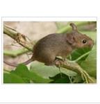 供應(yīng)昆明北市區(qū)食品加工廠滅鼠