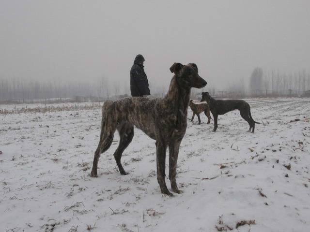 供应周口哪里有卖格力犬的格力犬图片图片