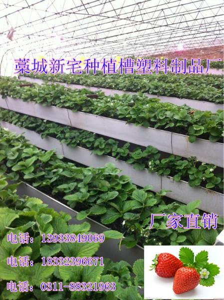 草莓立體種植槽圖片/草莓立體種植槽樣板圖 (2)