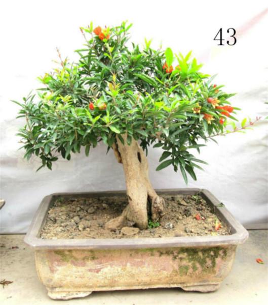 供應(yīng)出售石榴盆景 出售石榴盆景，石榴樹盆栽，中小型，宏博盆景，