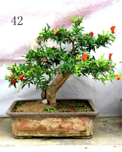 供應(yīng)出售石榴盆景 出售石榴盆景，石榴樹盆栽，中小型，宏博盆景，