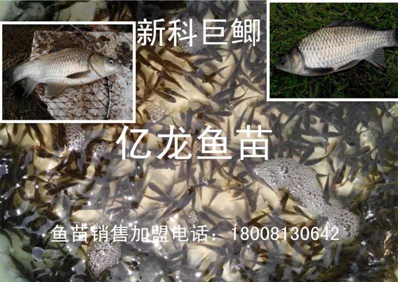 自贡市宜宾鲫鱼罗非鱼草鱼良种鱼苗厂家