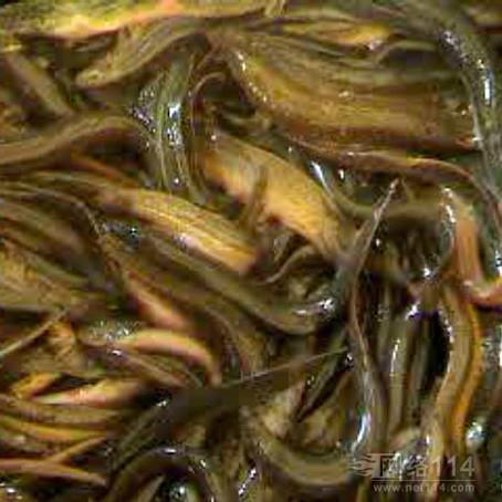 鯽魚圖片/鯽魚樣板圖 (2)