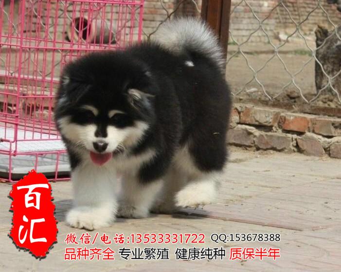 阿拉斯加幼犬图片/阿拉斯加幼犬样板图 (4)