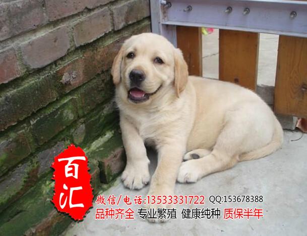 供应广州哪里有卖纯种拉布拉多幼犬 