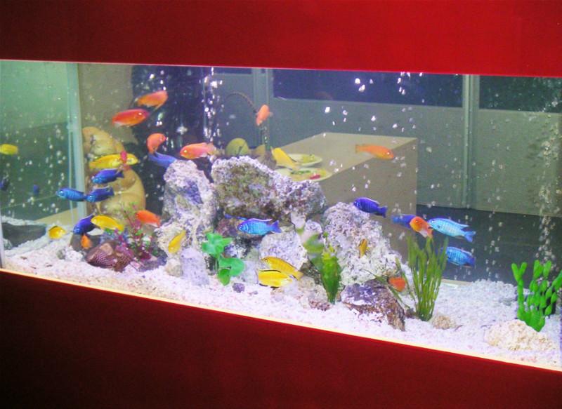 供應(yīng)廣州洗魚缸魚缸換水魚病防治