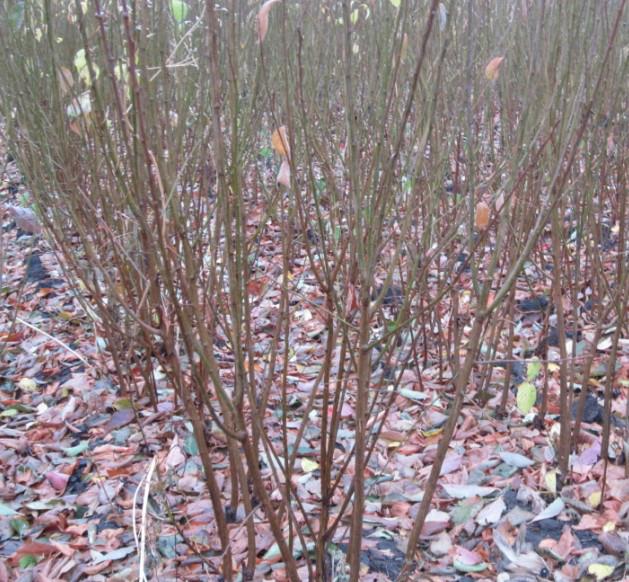 供應黑龍江哪有賣葡萄苗的