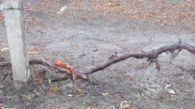 供應(yīng)吉林葡萄苗黑龍江葡萄苗內(nèi)蒙葡萄苗